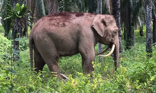 Phát hiện vùng đất từng có những loài vật kỳ quái sinh sống