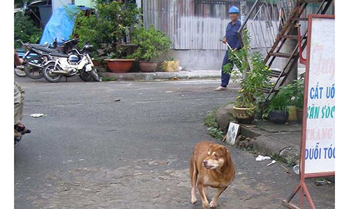 Dân TP.HCM mất hơn 26 tỉ/năm do chó cắn