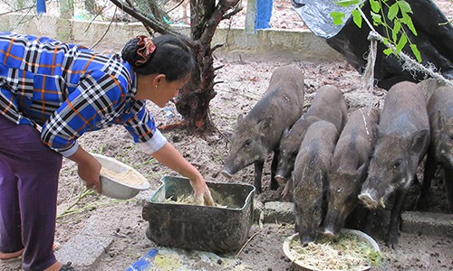 Làm giàu ở nông thôn: Thả heo bản trên cát, cứ nuôi là “phát“