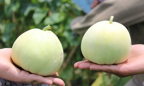 Mẹo chọn dưa lê ngon và an toàn cho ngày Tết