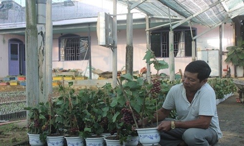 Mốt chơi nho kiểng tí hon: "Có bao nhiêu bán hết bấy nhiêu"