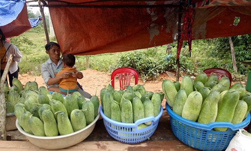 Lên Tây Bắc thưởng thức đặc sản dưa chuột "khủng" của người Mông