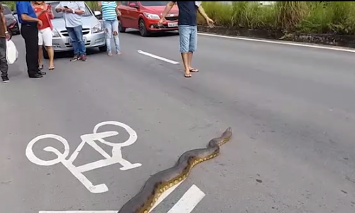 Video trăn anacoda khổng lồ bò qua đường, làm dân “đứng hình”