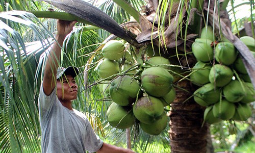 Mỗi tháng thu hơn 10 triệu từ vườn dừa xiêm xanh trái sai quá trời