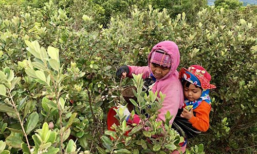 Lên thảo nguyên Bùi Hui hái sim, kiếm tiền triệu "dễ như chơi"