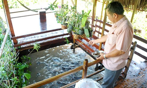 "Tay chơi" U70 chi tiền dụ đàn cá tra quý hiếm về để ngắm