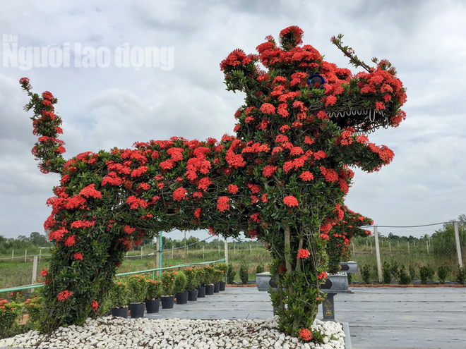 Biến cây trồng bờ rào thành kiểng "Long Quy" giá 400 triệu/cặp