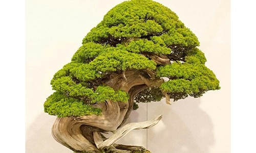 Trộm lẻn vào vườn bonsai 5.000 ha, trộm 7 cây quý gần 3 tỷ đồng