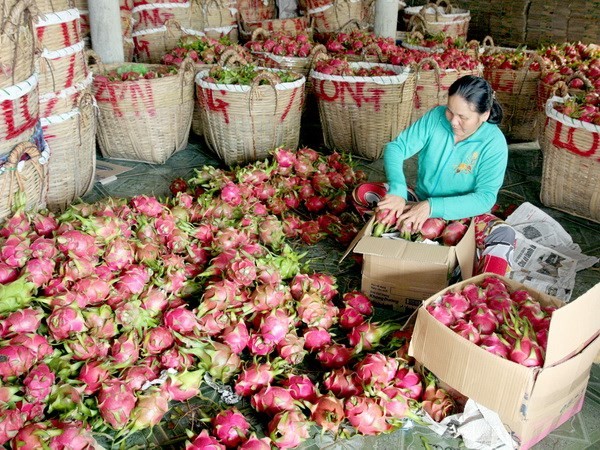 Nhãn bắp cải giá "lên đỉnh" 150.000đ/kg; dưa hấu, dừa xiêm rớt thảm