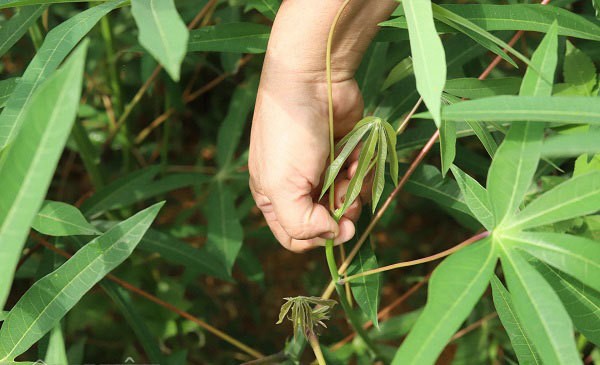 Rau một thời ăn chống đói, nay thu cả triệu đồng mỗi ngày