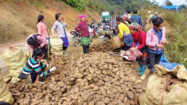 Trồng cây hoàng sin cô dân bán thu chục tỷ đồng