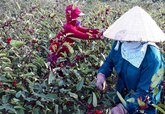 Trồng cây lạ chơi hoa, sau vài năm nhân giống người dân thu hàng trăm triệu