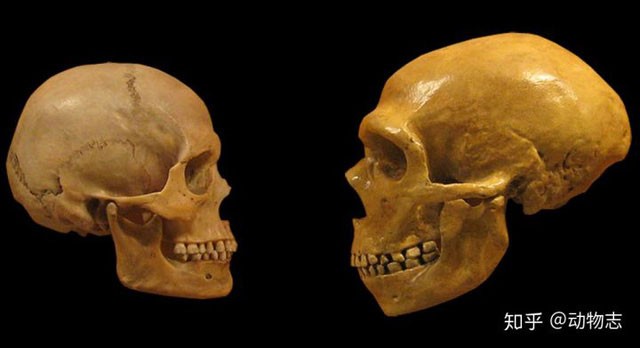 Làm thế nào mà người Homo sapiens đã đánh bại người Neanderthal?