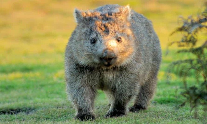 Tại sao gấu túi wombat tạo ra phân hình khối vuông?