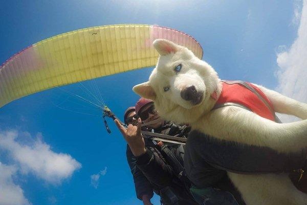 Chó 7 tháng tuổi nhảy dù cùng chủ ở độ cao nghìn mét