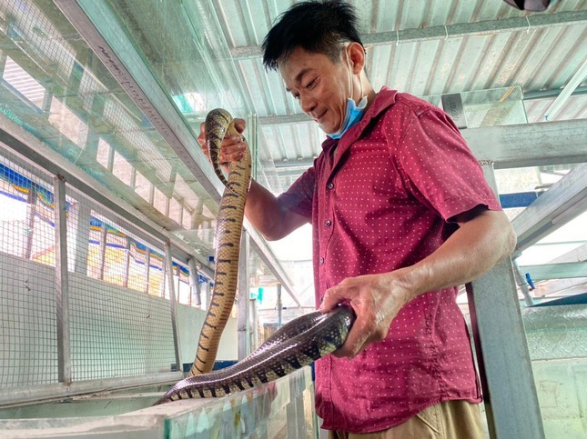 Cho rắn ở nhà lầu, anh nông dân thu trăm triệu mỗi năm