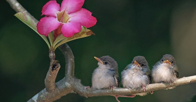 Ai sinh ngày Âm lịch này trí tuệ minh mẫn, giỏi kiếm tiền 