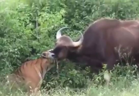 Video: Màn săn bò tót “siêu tốc” của hổ Sumatra 