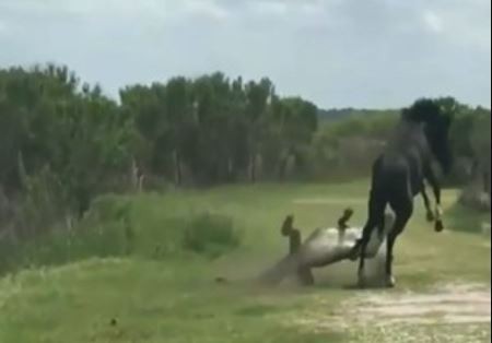 Video: Ngựa đực nhận “cái kết” khó tin khi liều lĩnh đá cá sấu  