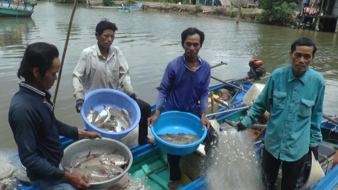 Người dân "vùng đất cuối trời" săn cá vồ chó, thu tiền triệu/ ngày