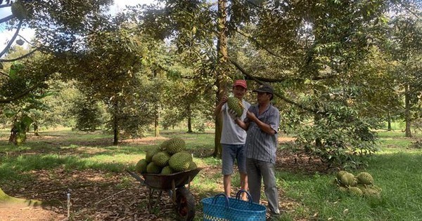 Trồng sầu riêng ở Đồng Nai như trồng cây tiền tỷ, trái la liệt