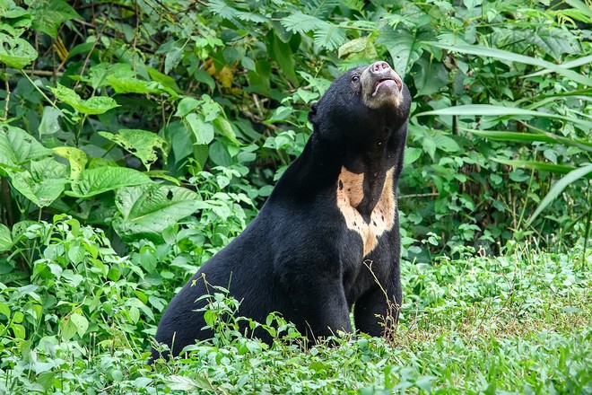 Khám phá bí mật về loài gấu chó 