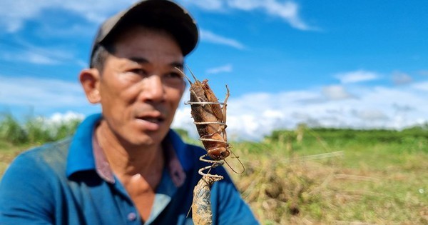 Ở Quảng Ngãi có 1 nghề rất độc đáo, kiếm cả triệu mỗi ngày