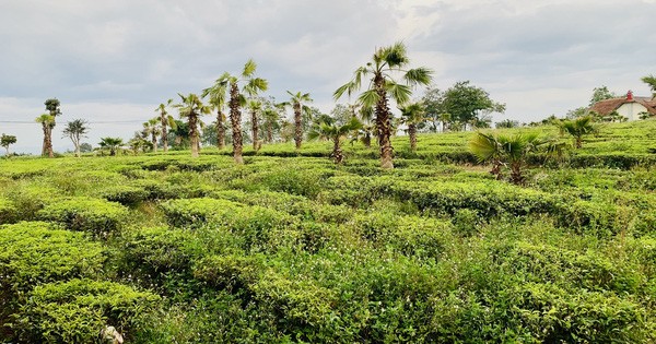 Anh nông dân trồng chè bỗng thành đại gia