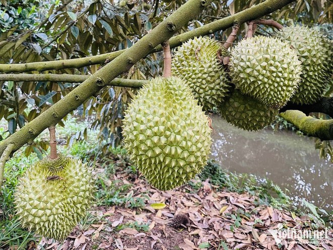 Sầu riêng sốt chưa từng có, nỗi lo quay về thời 'buôn chuyến'