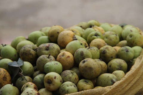 Táo mèo giảm béo, chữa ung thư