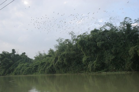 Cả làng hoang mang vì cò không về tổ