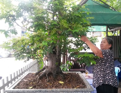 Lạ lùng chuyện để tang cho... cây giữa lòng Hà Nội