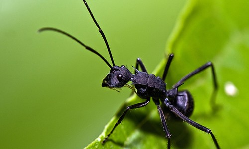 Hiểm họa từ món trứng kiến gai đen “cải lão hoàn đồng"