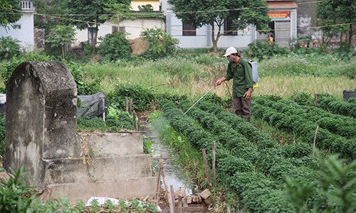 Ăn rau củ hay rau lá ít ô nhiễm thuốc trừ sâu hơn?