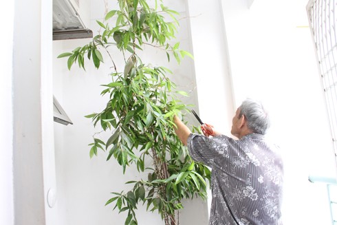 Cách chăm sóc cây cảnh ngoài ban công 