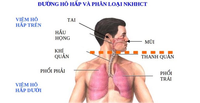 Bộ phận cơ thể nào bị thuốc lá tàn phá mạnh nhất?