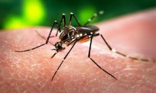 Trường hợp đầu tiên ở Trung Quốc nhiễm virus Zika