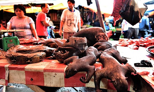 Hãi hùng khu chợ bán thịt khỉ ở Indonesia