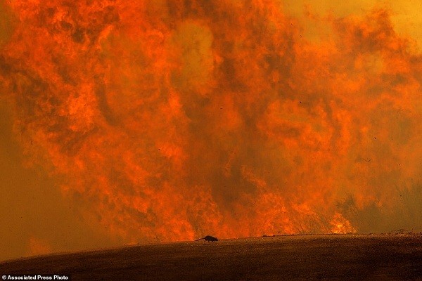 California chìm trong biển lửa vì cháy rừng, cả nghìn người vội sơ tán