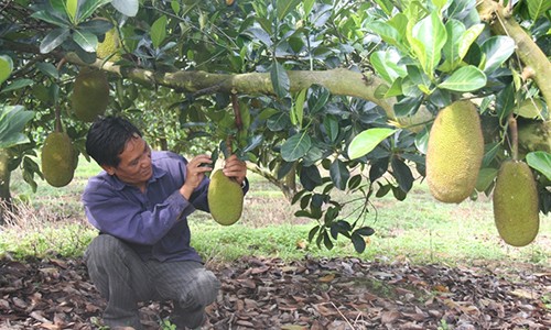 Mít rớt giá thảm vì tin đồn chích thuốc