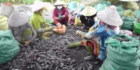 Không tin nổi 100 kg khoai lang giá 5.000 đồng