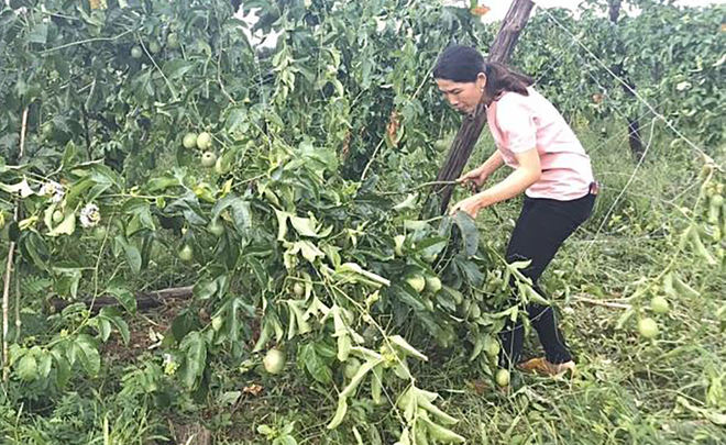 Nông dân khóc ròng vì vườn chanh dây bị phá, thiệt hại hàng trăm triệu đồng