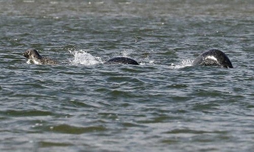 Hình ảnh rõ nét nhất về "quái vật hồ Loch Ness"