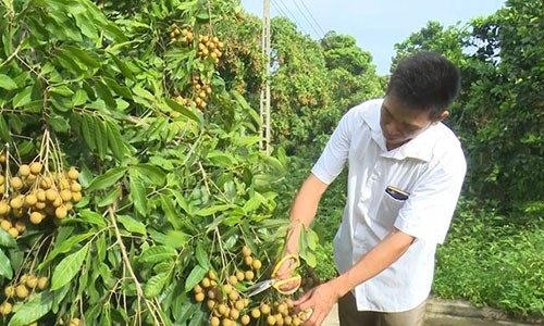 Loại quả tiến vua quý hiếm sắp đổ bộ Thủ đô