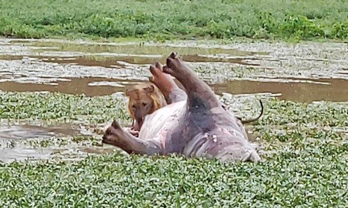 Video: Đang tận hưởng bữa ăn, sư tử gặp tình huống dở khóc dở cười