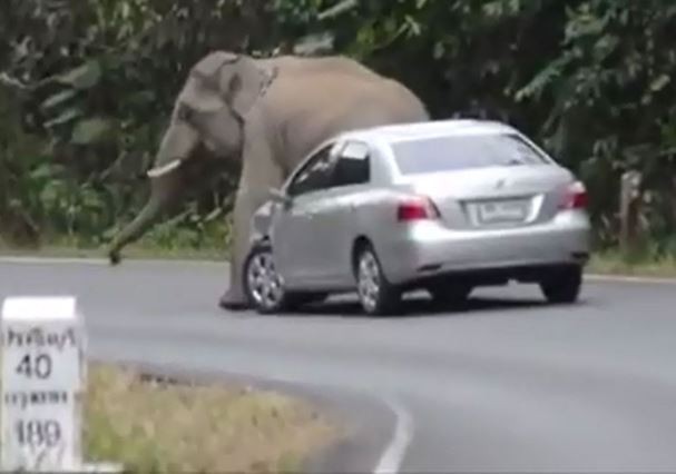 Video: Kinh hoàng cảnh voi rừng “nổi điên” đòi đè bẹp ôtô