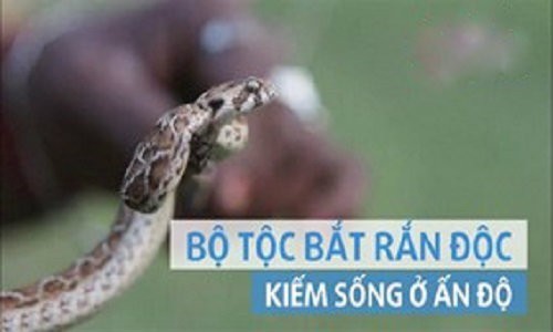 Bộ tộc bắt rắn độc kiếm sống qua ngày ở Ấn Độ