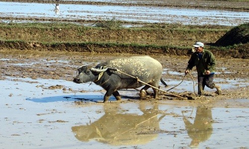 Không phải ai cũng biết: Nông dân Việt điều khiển trâu bò ra sao?