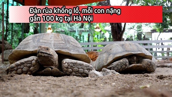 Video: Đàn rùa khổng lồ, mỗi con nặng gần 100 kg tại Hà Nội