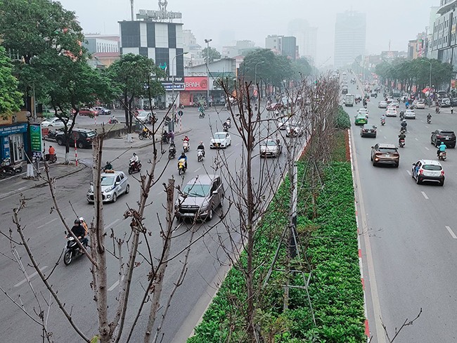 Hàng phong lá đỏ khô héo, xác xơ trên đường Trần Duy Hưng - Hà Nội